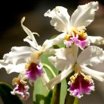 Perú: Best destinations in spring